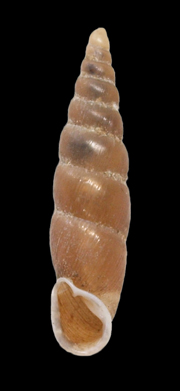 door_snail_blackback