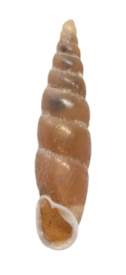 door_snail_whiteback